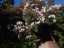 blossom6.jpg