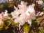 blossom7.jpg