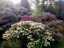 blossom8.jpg