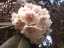 blossom9.jpg