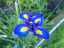 flowers1.jpg