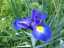 flowers2.jpg