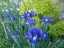 flowers3.jpg