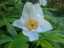 flowers4.jpg