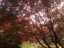 leaves1.jpg