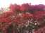 leaves3.jpg