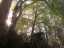 trees1.jpg