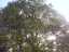 trees2.jpg