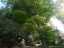 trees3.jpg