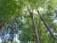 trees4.jpg