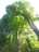 trees5.jpg
