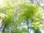 trees6.jpg