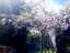 blossom4.jpg