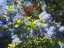 blossom5.jpg