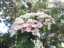 blossom6.jpg