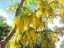 blossom7.jpg