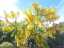 blossom8.jpg