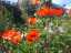 flowers1.jpg