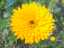 flowers2.jpg