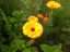 flowers3.jpg