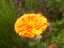flowers5.jpg