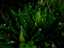 plants1.jpg