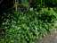 plants2.jpg