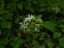 plants4.jpg