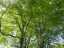 trees1.jpg