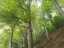 trees2.jpg