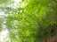 trees3.jpg