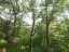 trees4.jpg