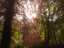 trees5.jpg
