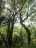 trees6.jpg