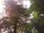 trees7.jpg
