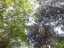 trees8.jpg
