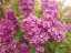blossom1.jpg
