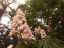 blossom10.jpg