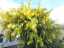 blossom16.jpg