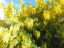 blossom17.jpg