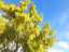 blossom18.jpg