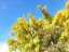 blossom19.jpg