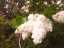 blossom2.jpg