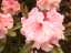blossom3.jpg
