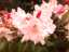 blossom4.jpg