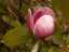 blossom5.jpg