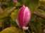 blossom6.jpg