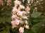 blossom8.jpg
