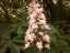 blossom9.jpg
