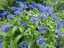 flowers1.jpg